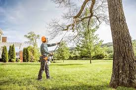 How Our Tree Care Process Works  in  Magnolia, NC