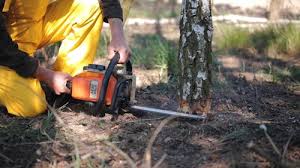 Trusted Magnolia, NC Tree Services Experts